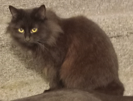 Maine Coon X
