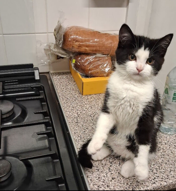Kitten