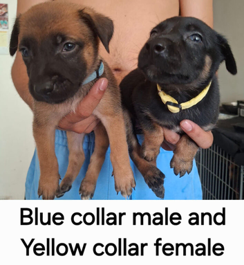 Mechelse Herder Puppies For Sale &ndash; Proven Working Bloodlines
