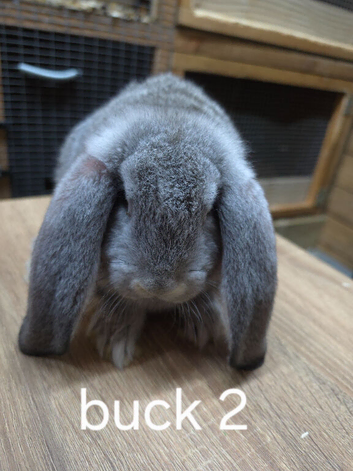 French lop rabbit