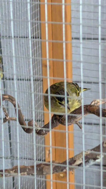 Glosters, Irish canaries.