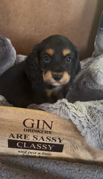 Gorgeous cocker spaniel pups