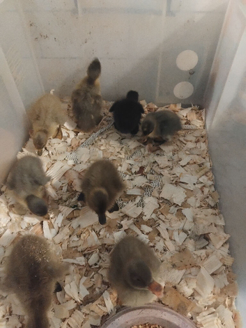 4 Indian runner female ducklings