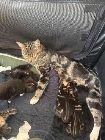 3 kittens available immediately