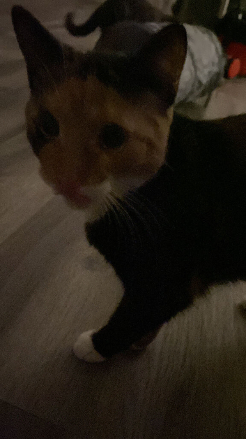 Beauitiful female cat