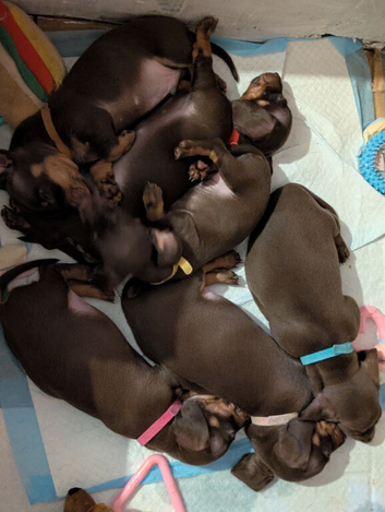 Four stunning puppies