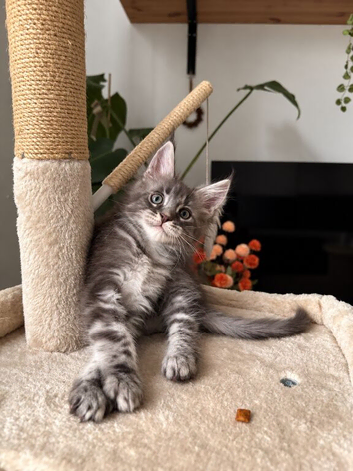Tica registered Maine Coon boy