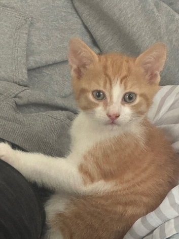 Two ginger males ready 9th oct
