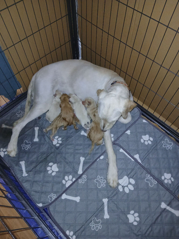 Labradoodle cross puppies