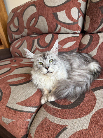 Silver grey Maine coon