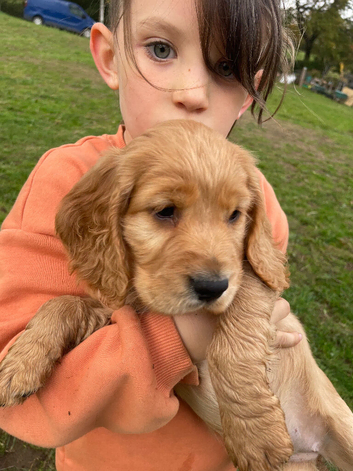 Super cocker pups, health tested parents