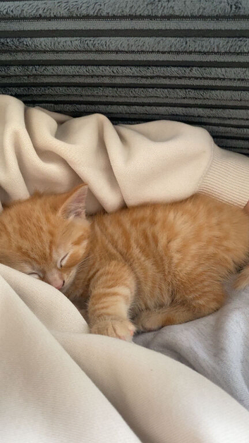 Kittens