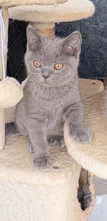 British longhair kittens