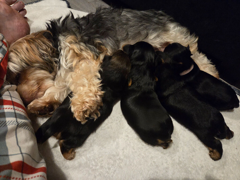 Biewer cross puppy