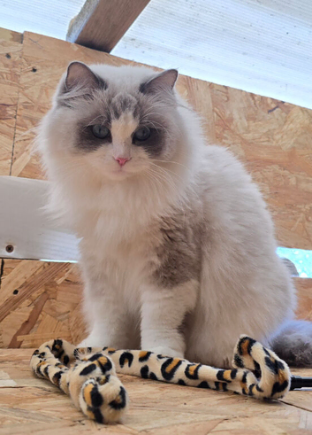 Two Beautiful TICA Ragdoll Girls - Mother & Daughter