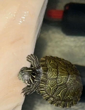 Young turtle