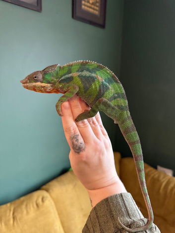 Blue Bar Ambilobe Panther Chameleon