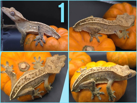 various cresties for sale. individual prices in description
