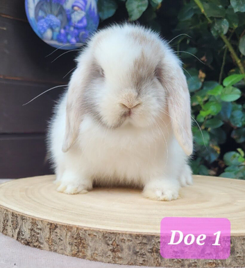 Mini lop bunnies & adults available