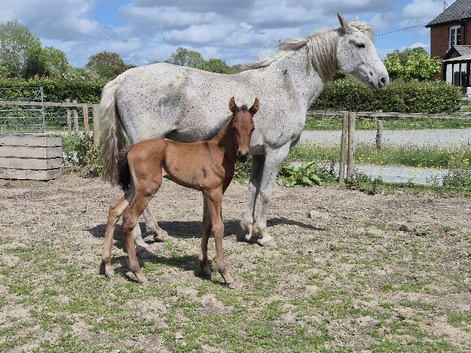 Oaklake Fuego PRE Andalusian colt foal born 2026