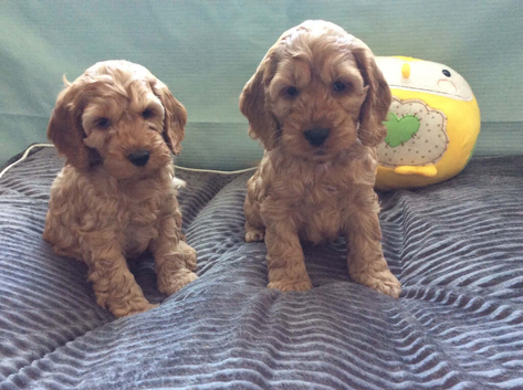 Cockapoo puppies