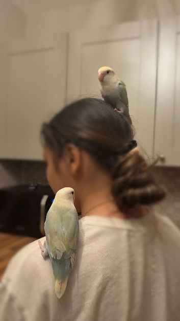Two bonded breeding love birds