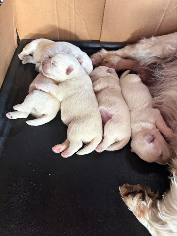 Beautiful West Highland Terrier puppies.