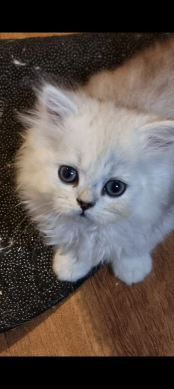 Persian chinchilla kittens
