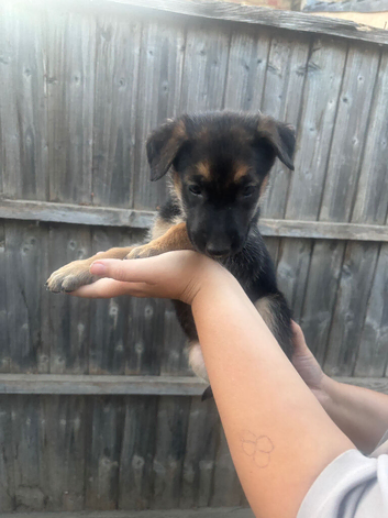Dutch X German Shepherd puppies