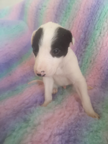 Grayhound puppies ready now