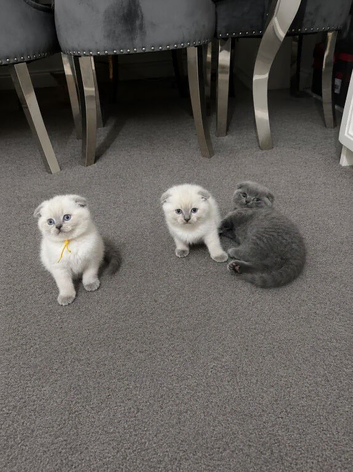 British Shorthair kittens