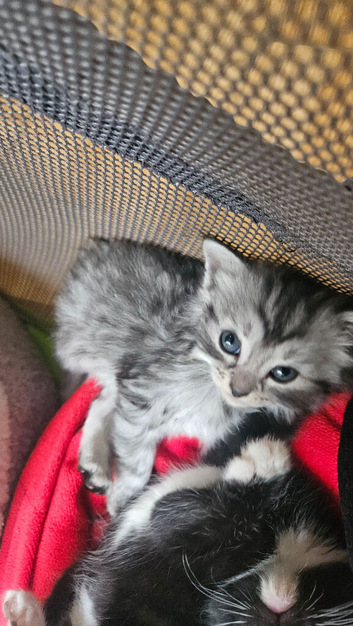 Norwegian  cross  kittens