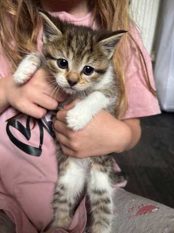 Domestic shorthair kittens