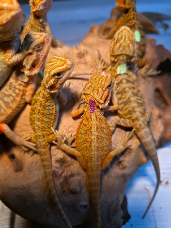 baby beardied dragons ready for forever homes
