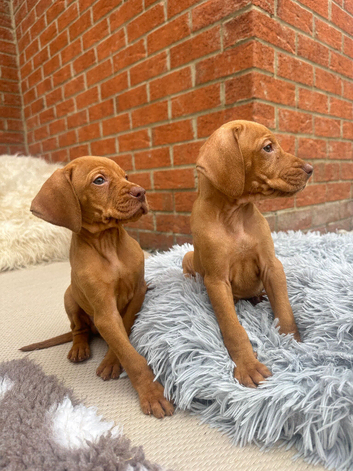 KC top lines Hungarian Vizsla Puppies