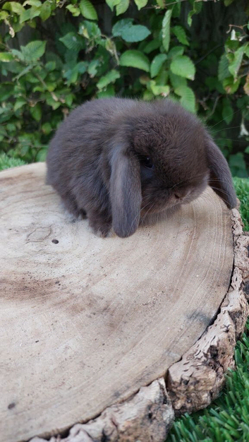 Pure bred mini lop baby rabbits