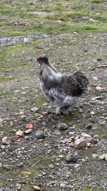 Cockerels - silkie / araucana / silver laced Wyandotte