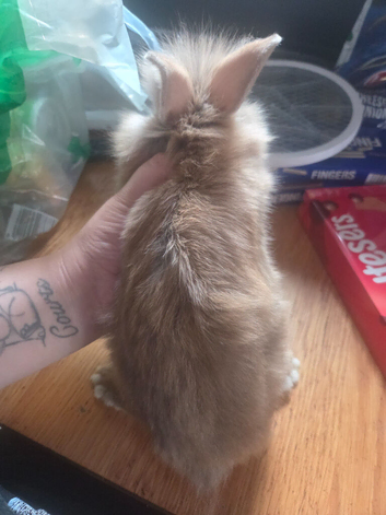 1 boy baby rabbit available
