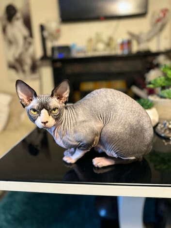 Sphynx proven stud only not sale