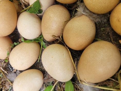 Hatching Guinea Fowl eggs
