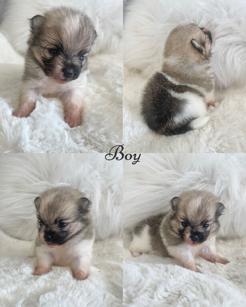 Beautiful KC POM PUPPYS AVAILABLE