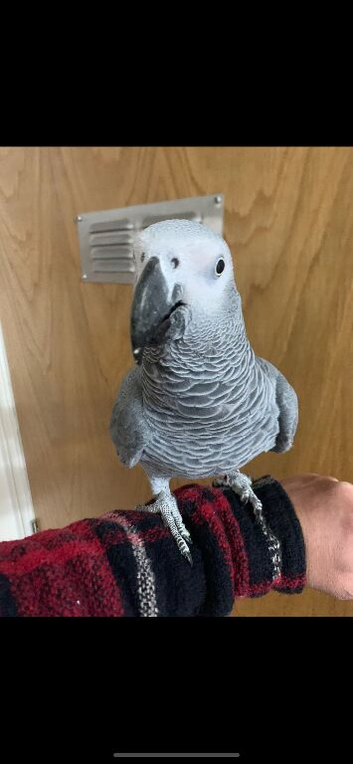 Tame and talktive African grey parrot