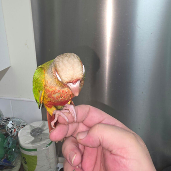 Hand Reared Silly Tame Green Cheek Conures