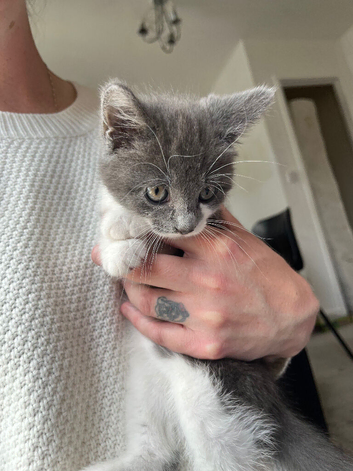 Beautiful girl available