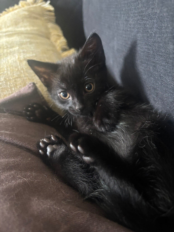 Mixed breed kittens looking for 5* homes