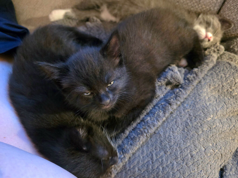 Three kittens for sale
