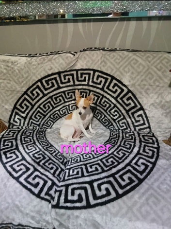 4 Chihuahua puppies