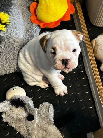 English Bulldog male puppies for sale