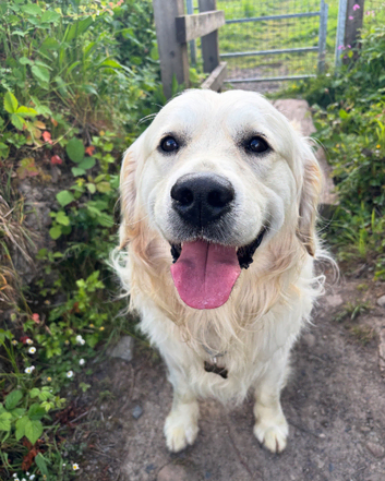 Golden Retriever Stud (proven)