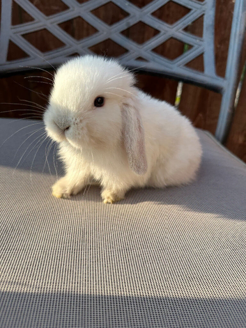 Mini lop rabbits for sale